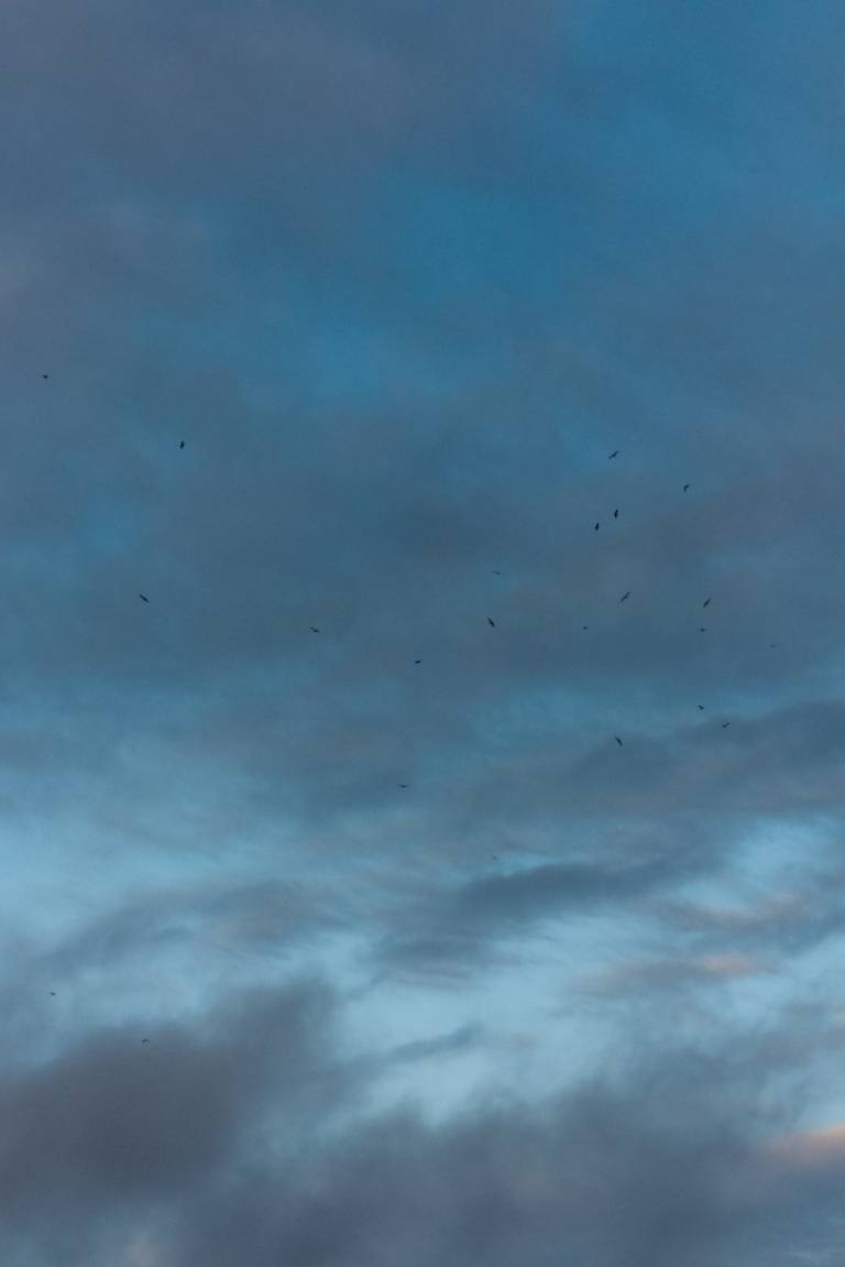Birds in the sky