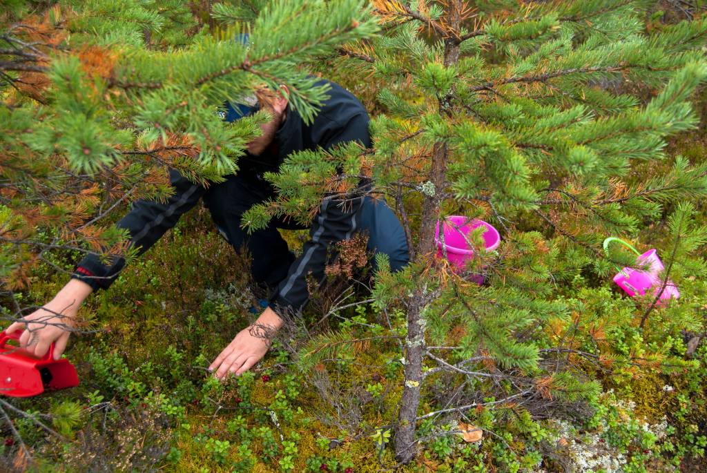 Photo of berry-picking in the forest