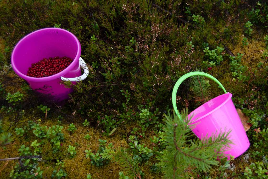 Photo of berry-picking in the forest