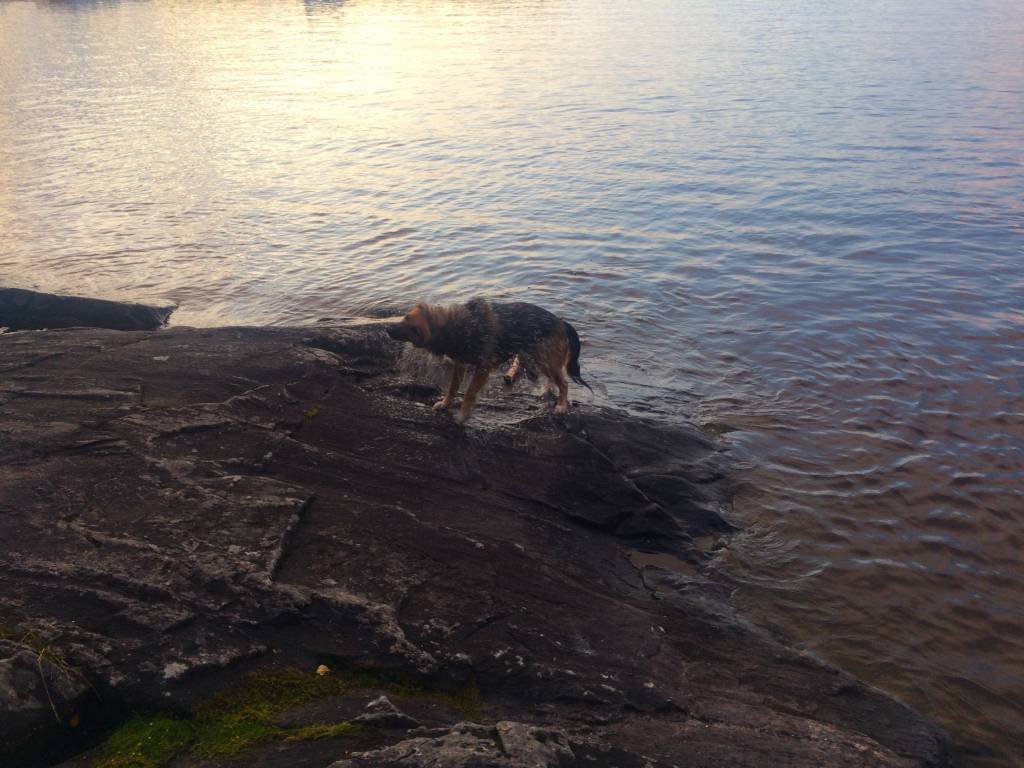 Luiza's dog Mia on the beach