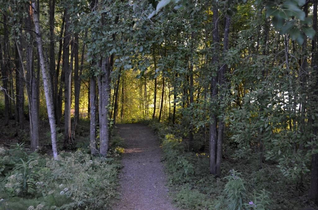 Metsämaisemakuva Lentävänniemestä
