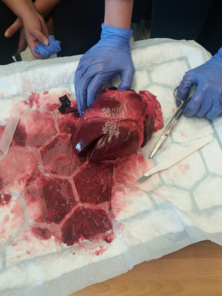 Sian sydämen preparointi