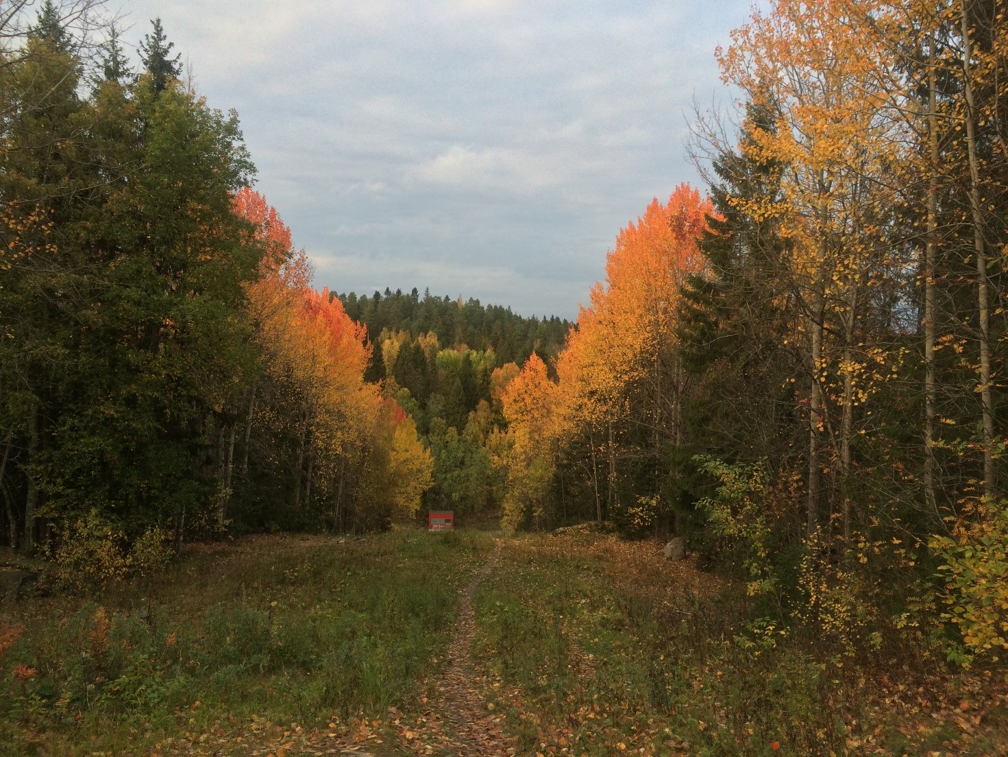 Puita ruskan väreissä.