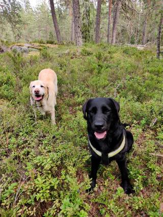 Kaksi koiraa mustikkametsällä.