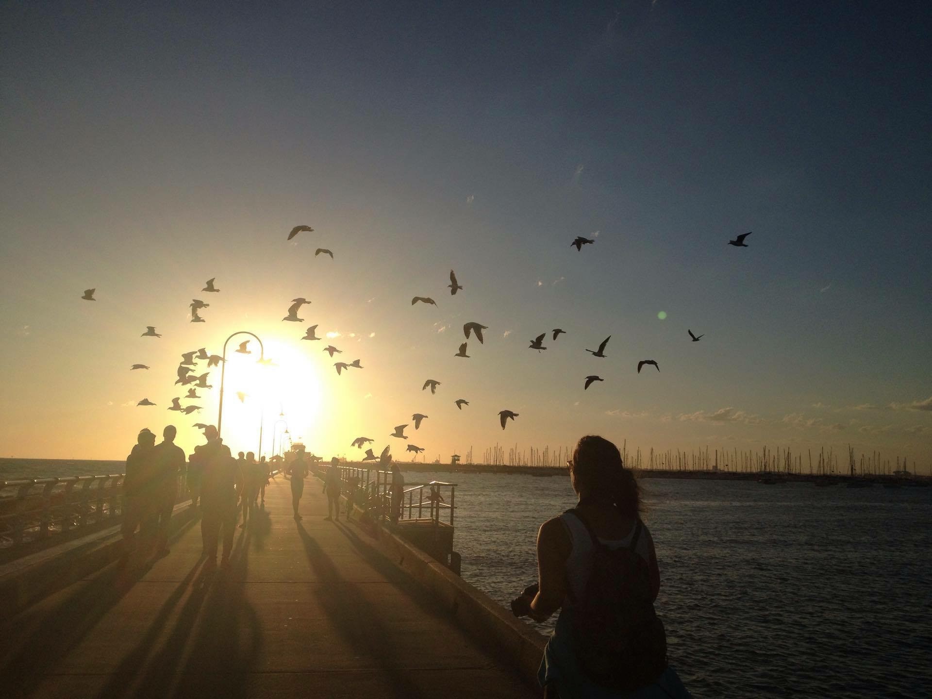 Auringonlasku, lentäviä lintuja.