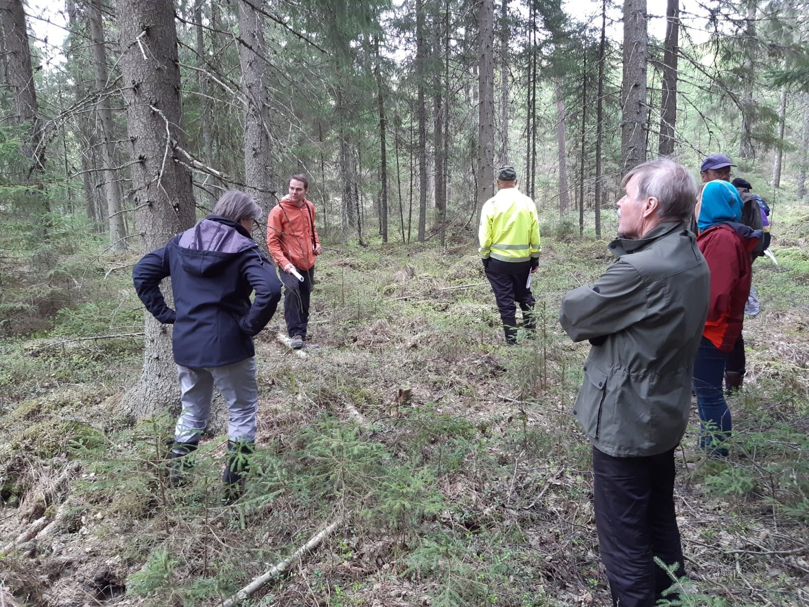 Jatkas-hankelaiset metsässä