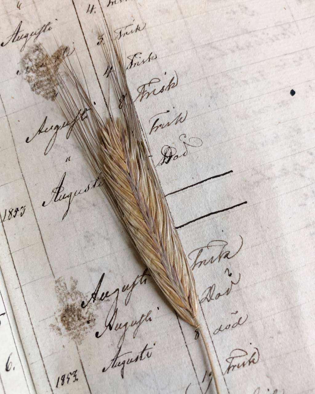 Asiakirja ja viljantähkä