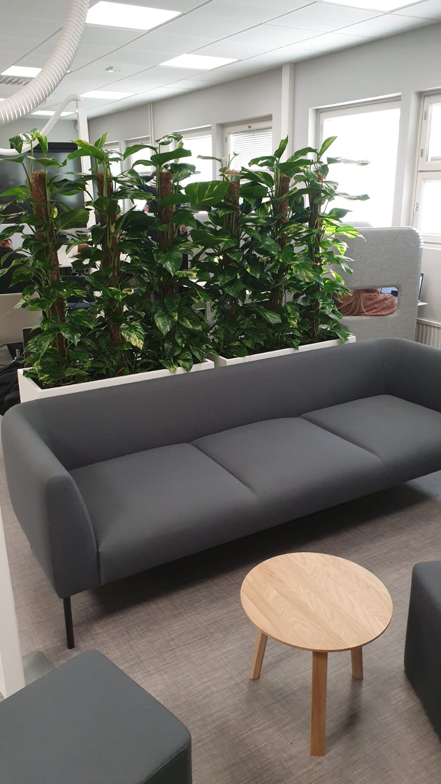 Kuva, jossa viherkasveista rakennettu "viherseinä"