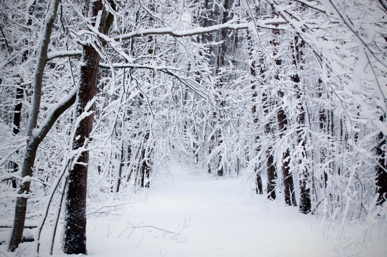 Talvinen metsäpolku