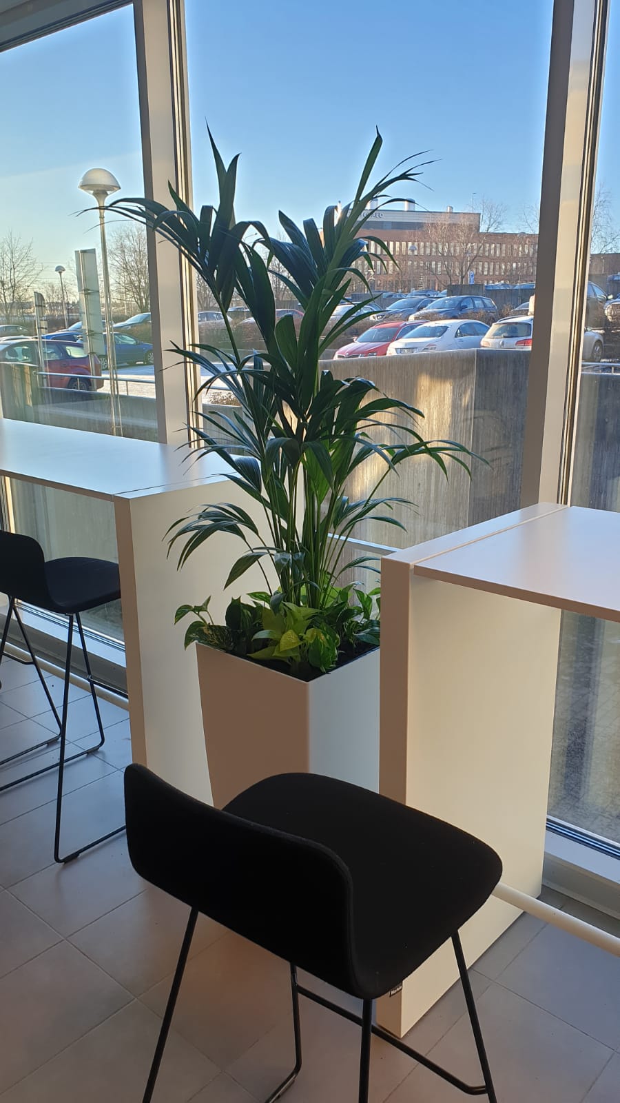 Kuva, jossa kentiapalmu ikkunalasien edessä.