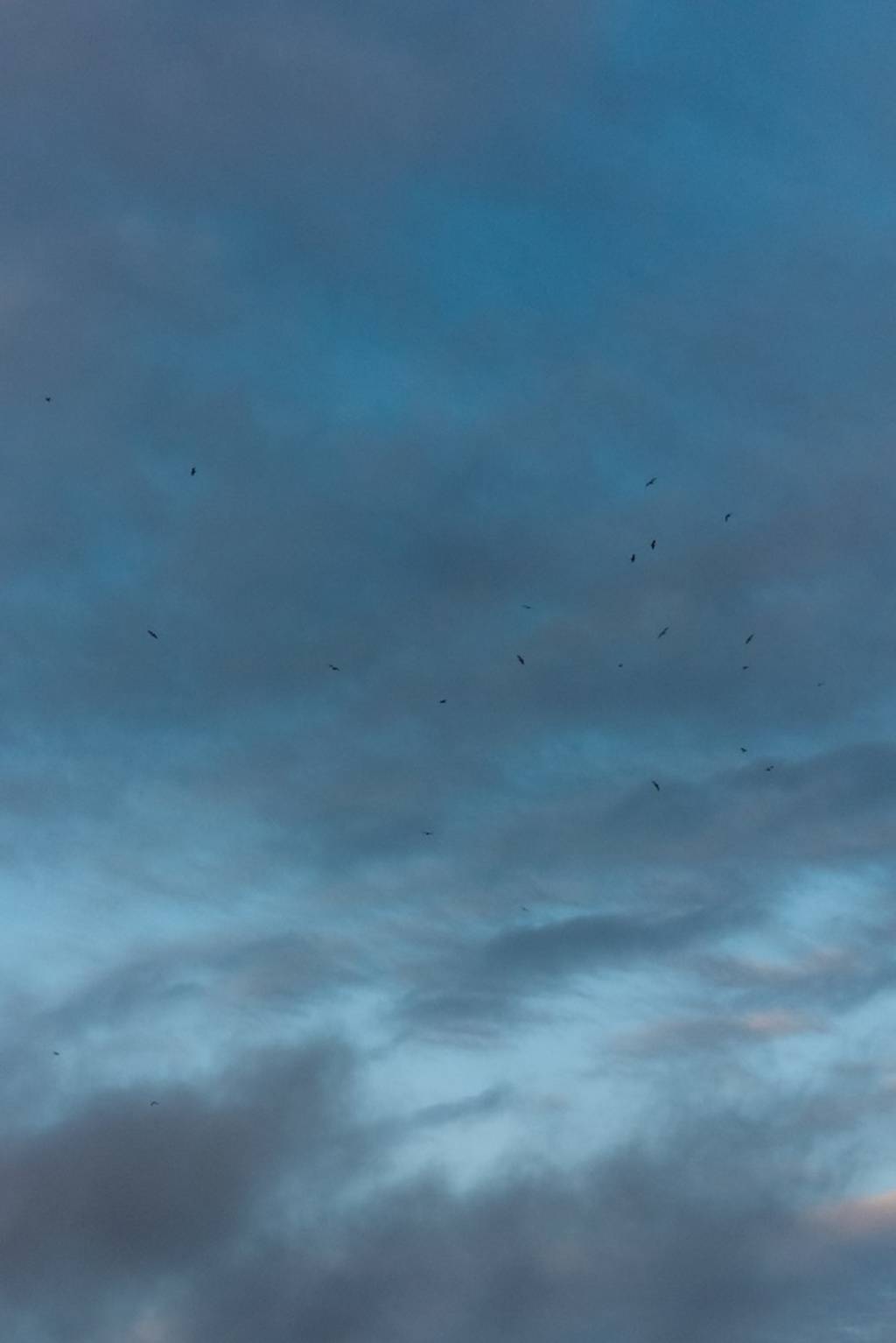 Birds in the sky