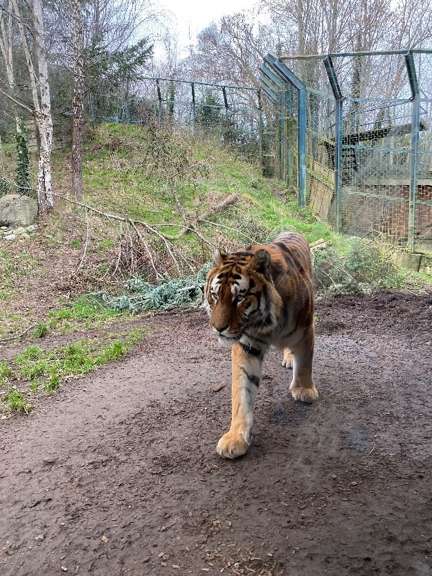 Tiikeri eläintarhassa