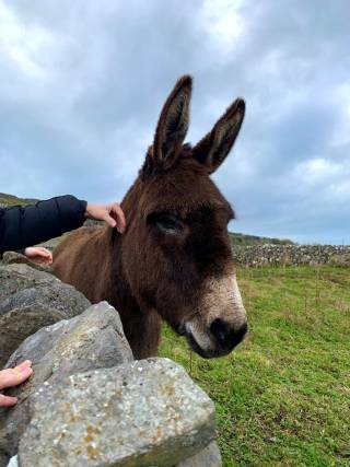 aasi kurkistaa kivikasan tapaa