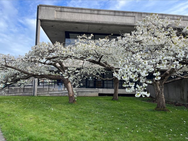 Kaksi kukkivaa kirsikkapuuta