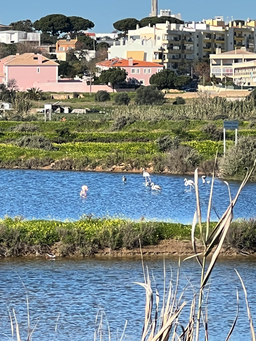 Flamingoja ruokailemassa