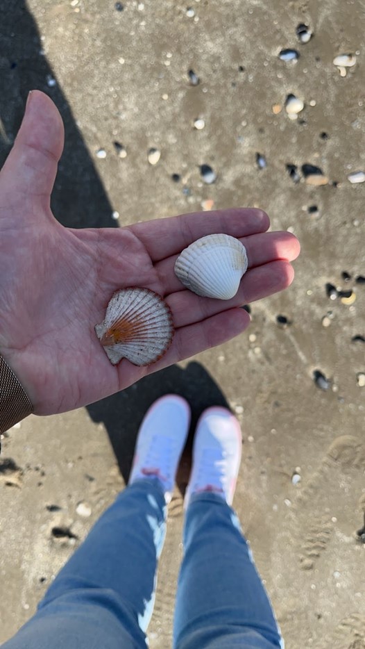 Simpukankuoria kädellä