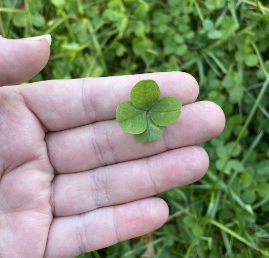 A close-up of a hand gently holding a small four-leaf clover, with soft natural lighting and greenery in the background.