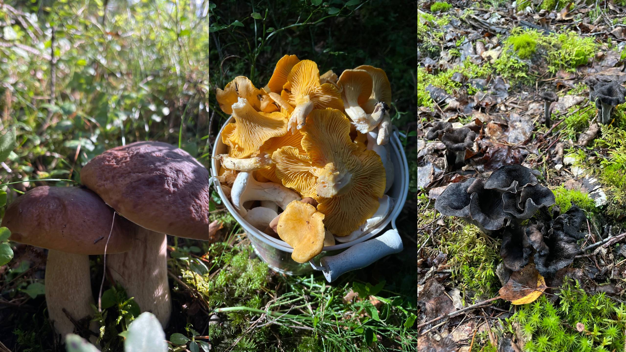 A Finnish forest treasure: porcini, chanterelles, and black trumpets.