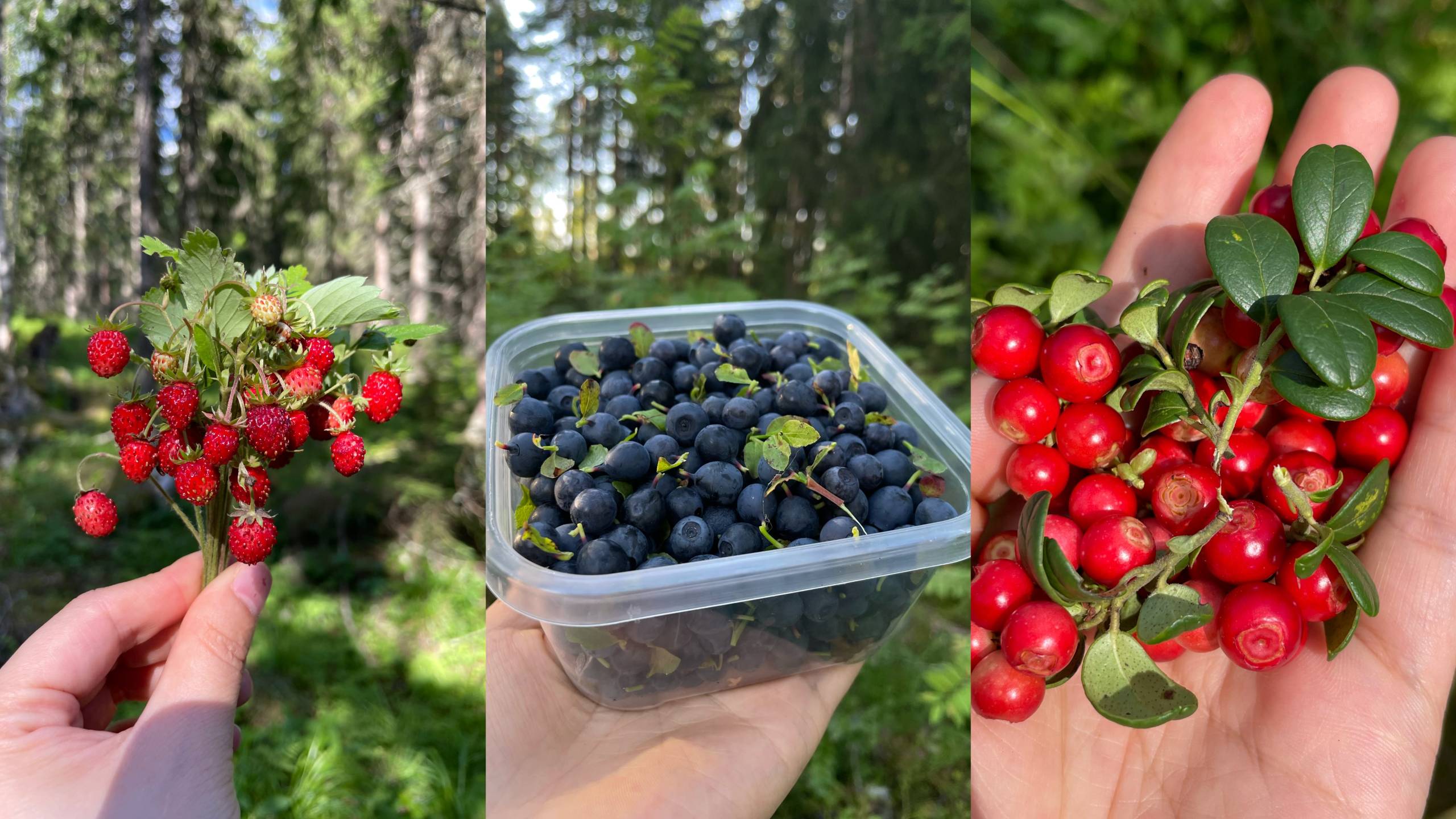 Wild strawberries, blueberries, and lingonberries—the best summer fruit while exploring Tampere’s forests.