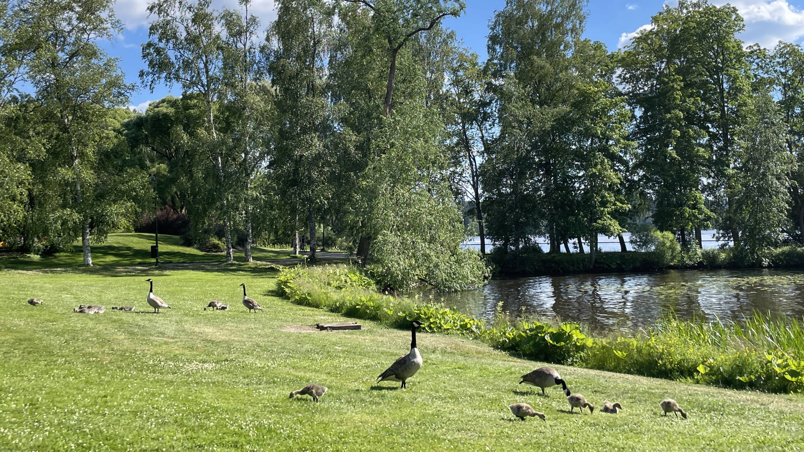 Migratory birds flock to Tampere’s serene lakes each summer