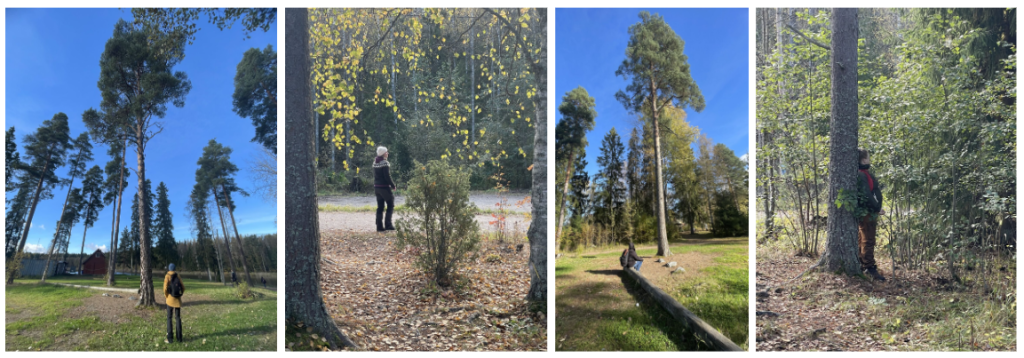(1) A person in a yellow jacket gazing up at a group of tall pine trees against a bright blue sky. (2) A person in a beanie standing near a tree with yellow leaves, surrounded by a forest. (3) A person sitting on a horizontal tree trunk in a grassy clearing, with tall trees in the background. (4) A person with a backpack leaning against a tree trunk, surrounded by dense forest.