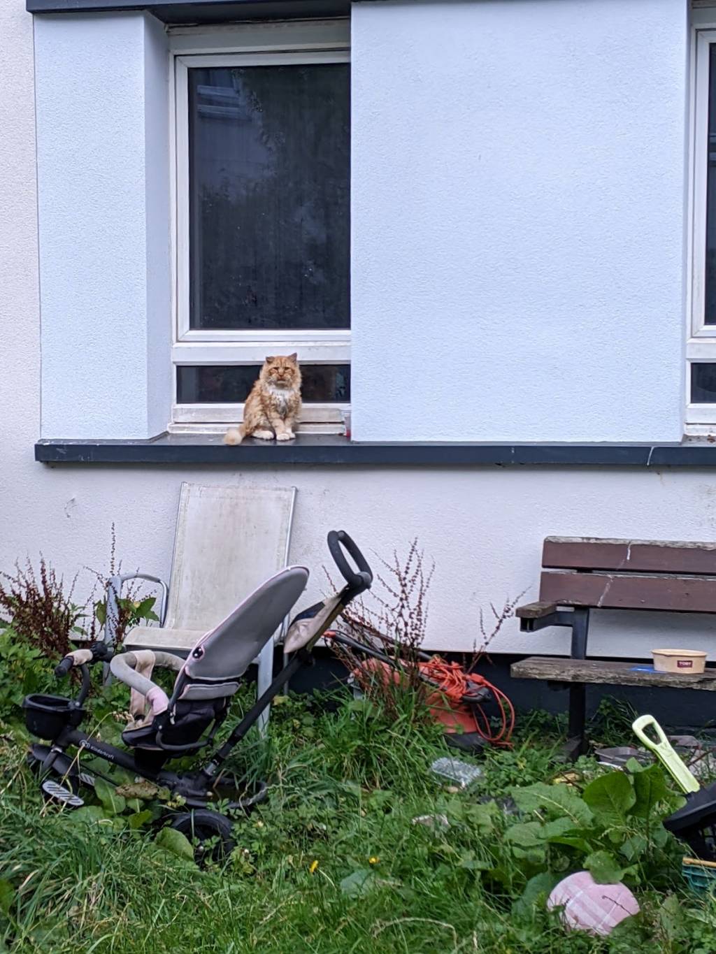 Cat in a windowsill in Granton