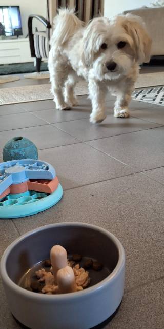 Koira ja koiran ruokakuppi.