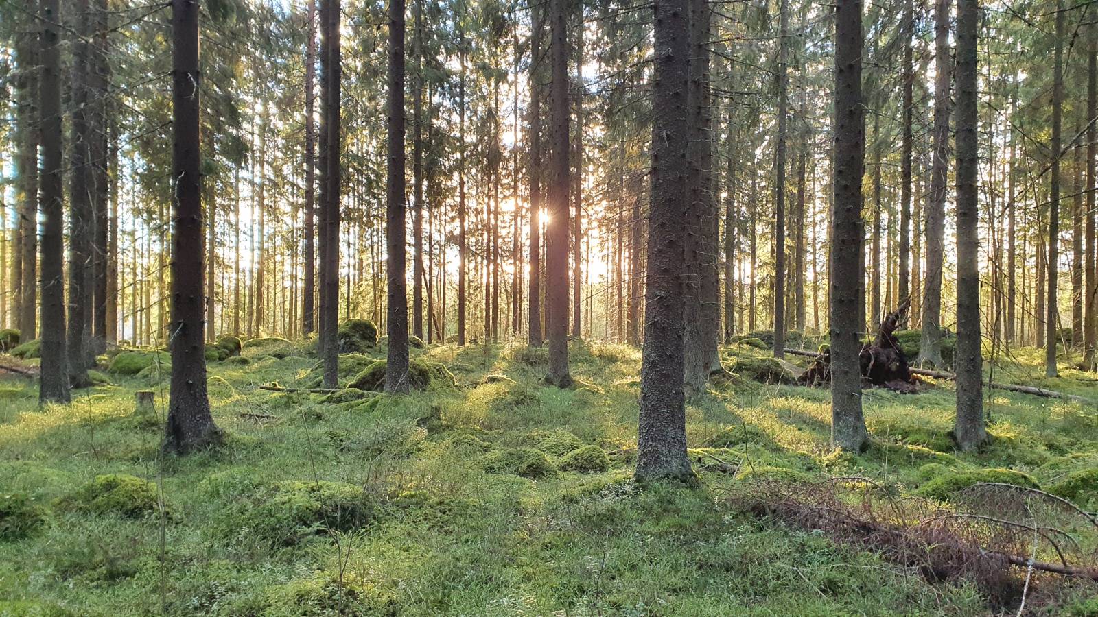 Puita metsässä, valo kajastuu puiden takaa.