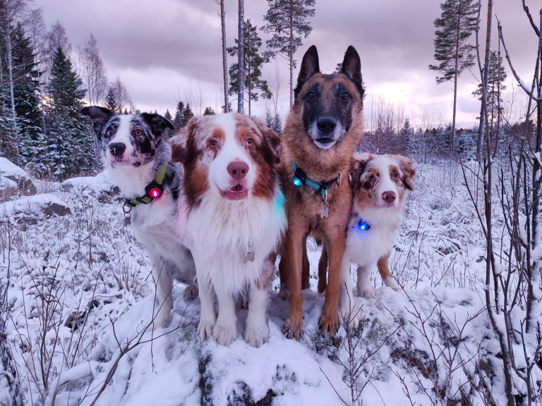 Kolme koiraa, joilla heijastimet kaulassa