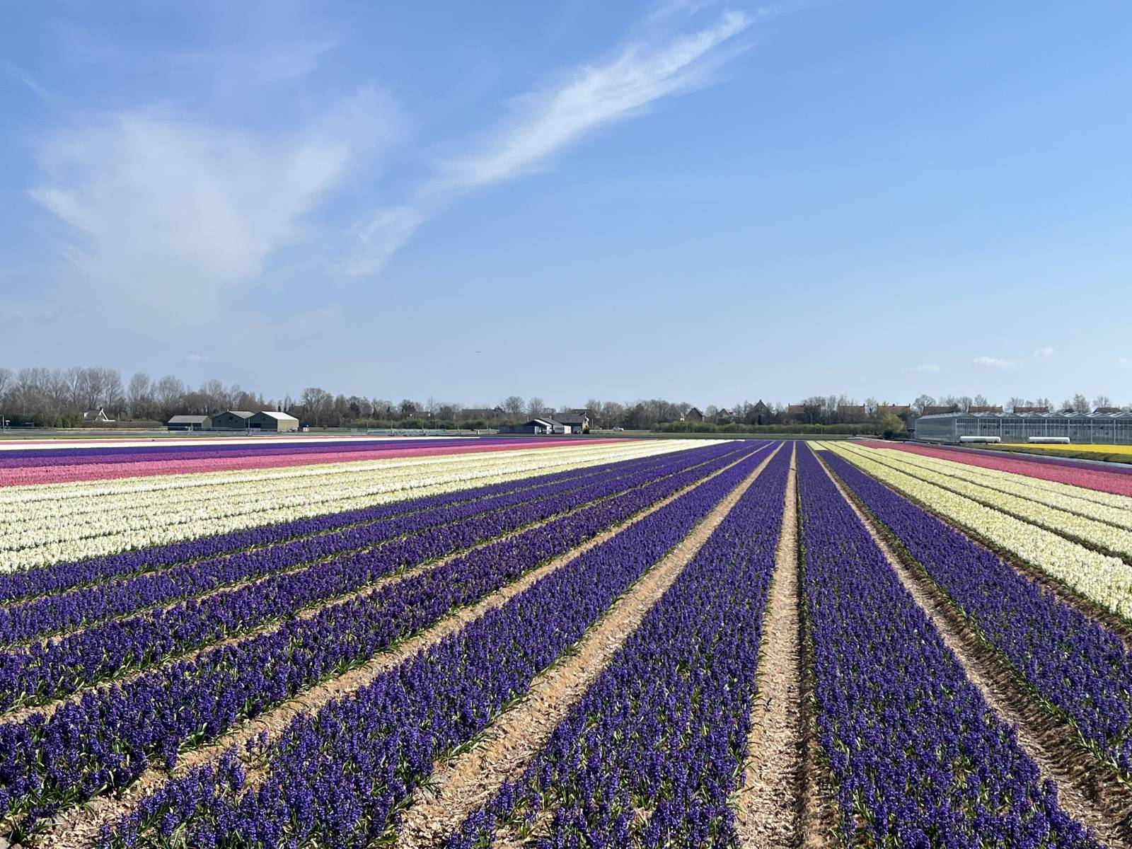 Flower field in Amsterdam