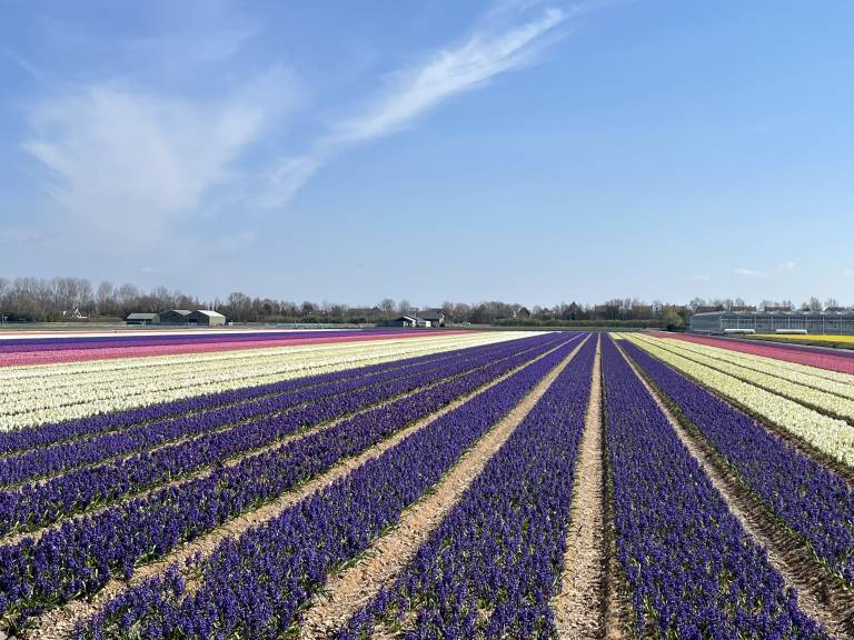 Flower field in Amsterdam