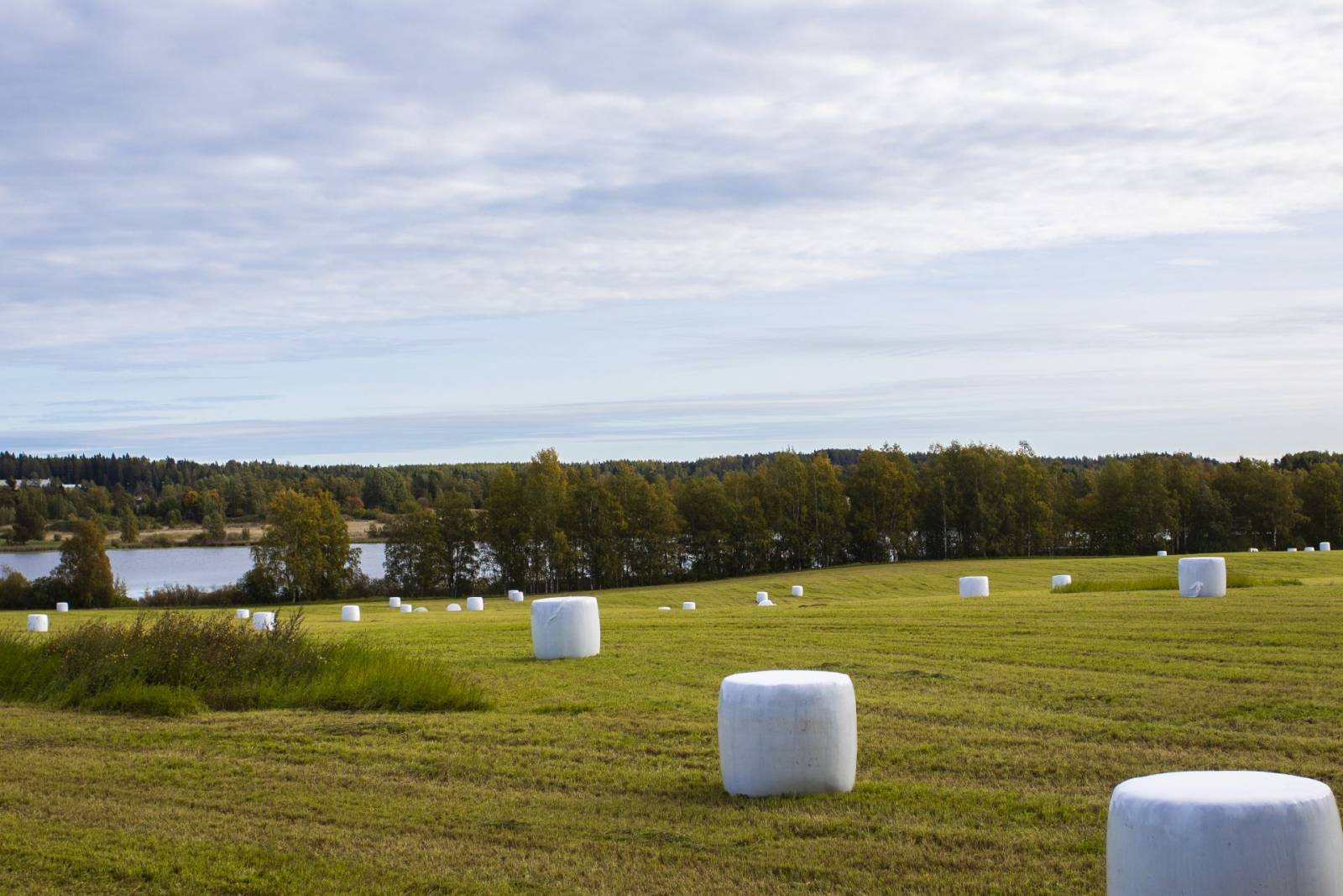 Pelto, jossa heinäpaaleja.