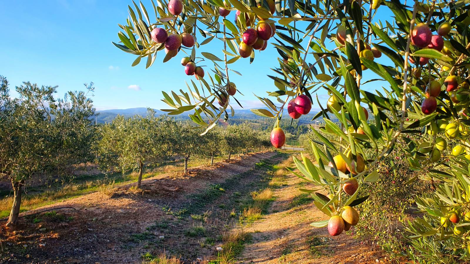 Oliiviviljelmä Fio Da Beirassa.