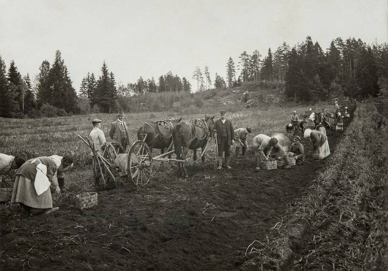 ihmisiä pellolla töissä