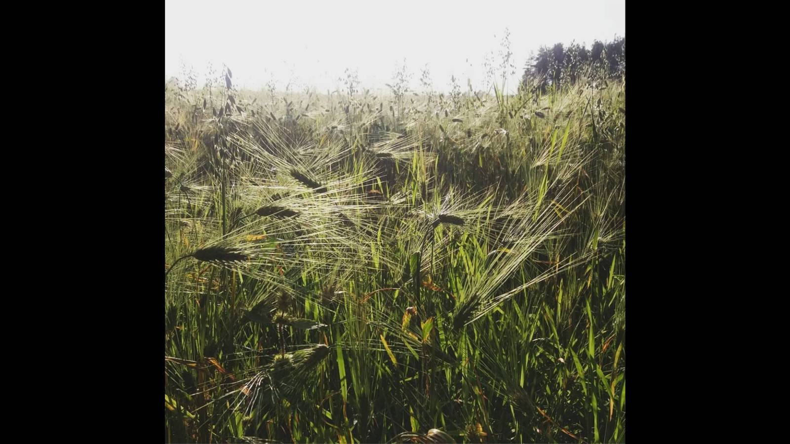 Heinänkorsia auringossa.