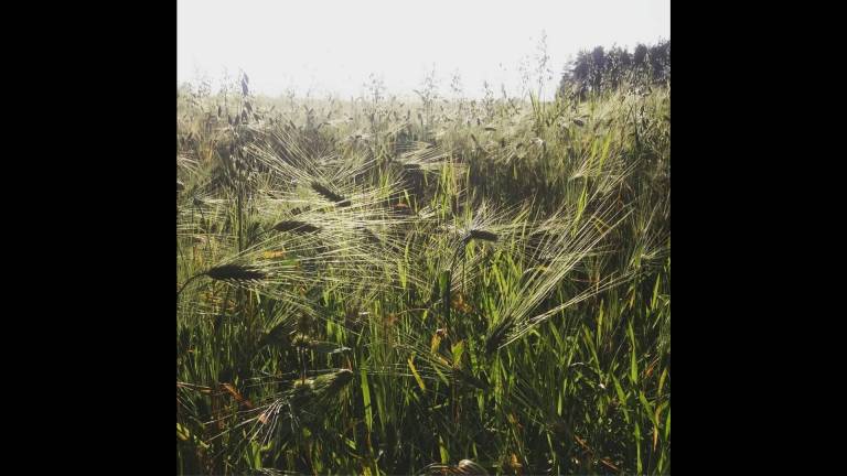 Heinänkorsia auringossa.