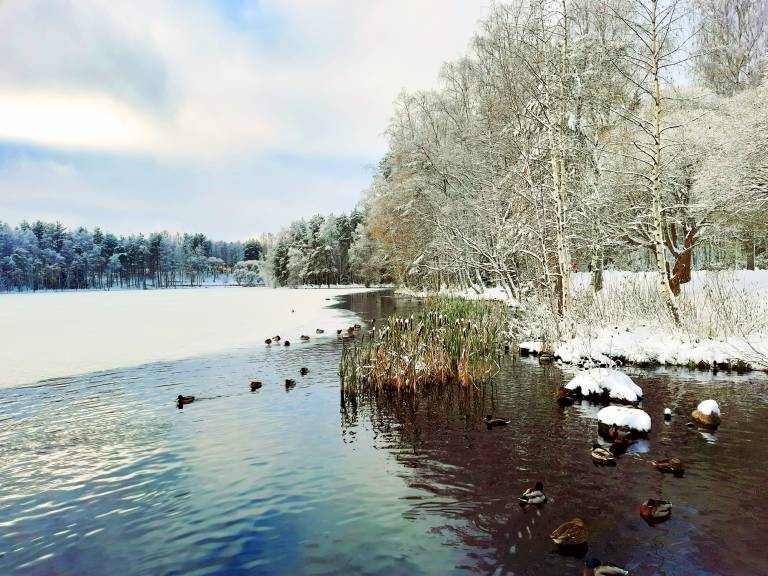 Wintery landscape with half frozen lake, ducks swimming and frosted trees.