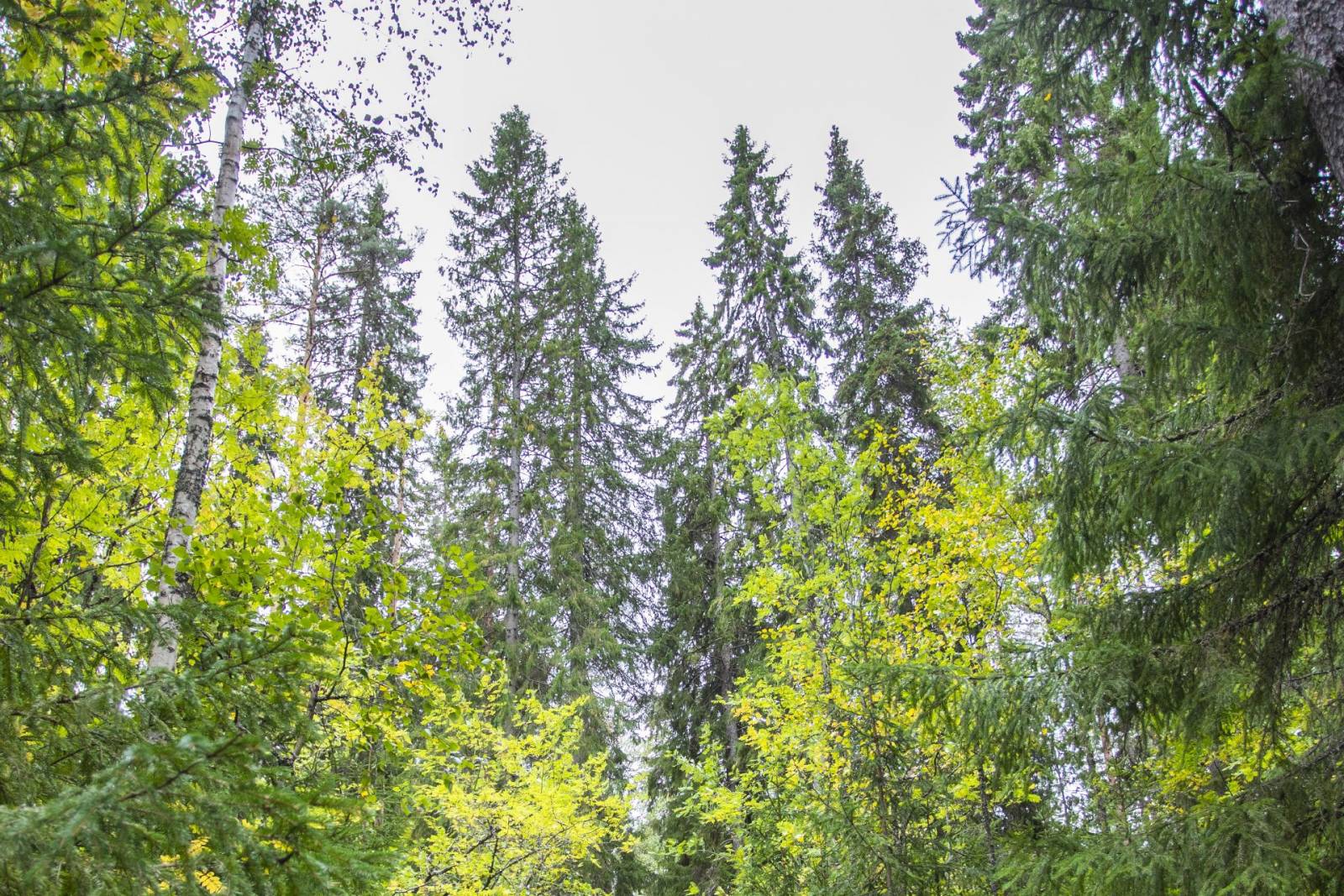 Metsä, jossa kasvaa korkeita puita.