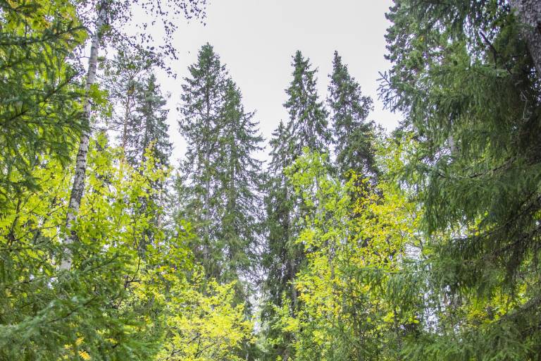 Metsä, jossa kasvaa korkeita puita.