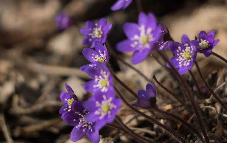 Sinivuokkoja. Aihekuva.
