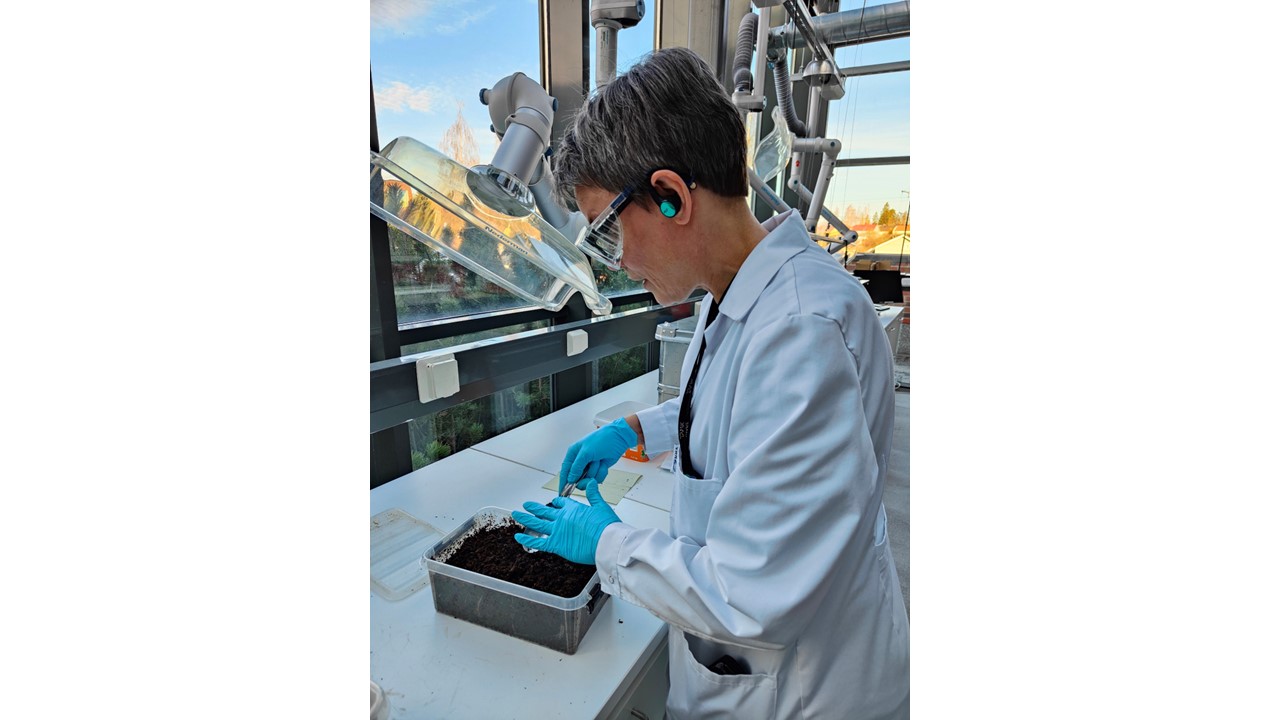 Researcher adding water to compost bowl.