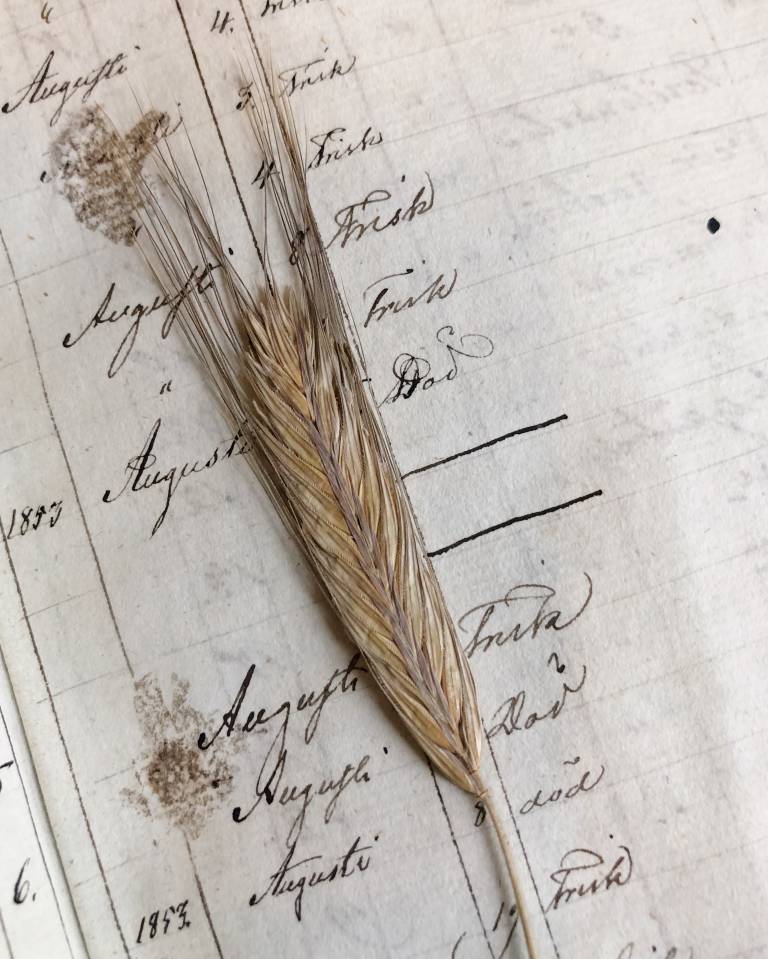 Asiakirja ja viljantähkä