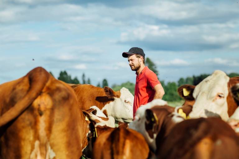 Tommi Hasu ja lehmiä kuvassa