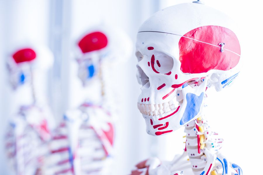 Anatominen malli luurangosta.