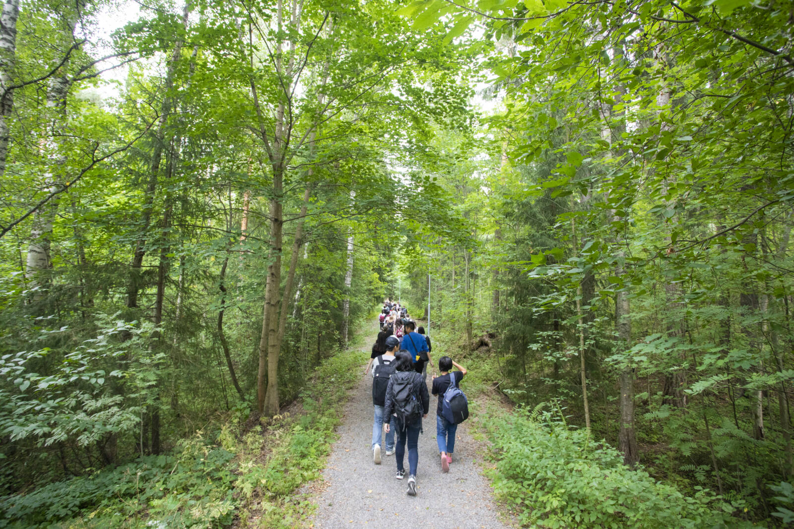 Ihmisiä kävelemässä metsässä polkuja pitkin.