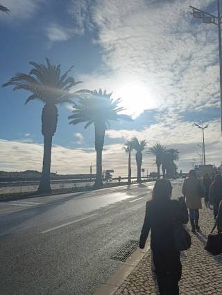 Rantabulevardi, palmuja, sininen taivat