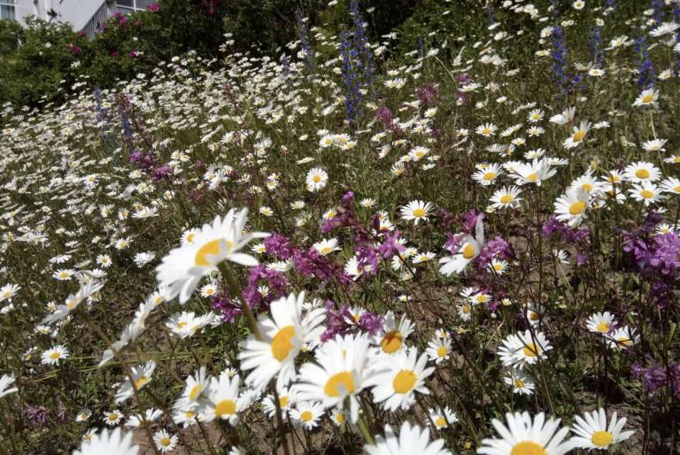 Yliopiston kukkaniitty, Keskustakampus.